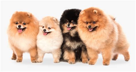 Pomeranian Teddy Bear Dog, HD Png Download , Transparent Png Image ...