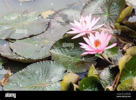 Wild Pink Water Lily Or Lotus Flower Nelumbo Nucifera In The Water