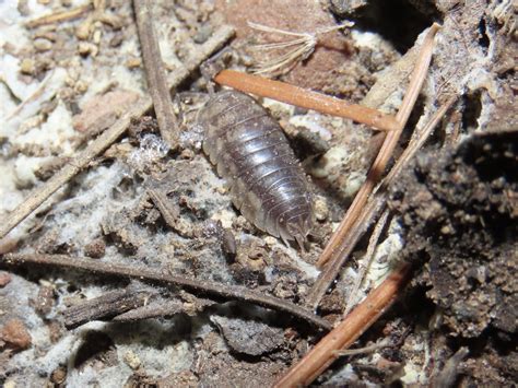 Curly Woodlouse From Eldorado Canyon State Park Eldorado Springs CO