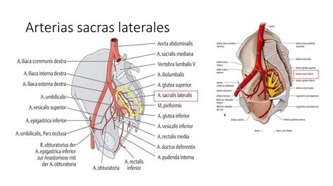 Estructuras Vasculonerviosas De La Pelvis Anatom A Ppt