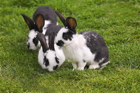 Male vs Female Rabbits: Avoiding A Petting Zoo! - A-Z Animals