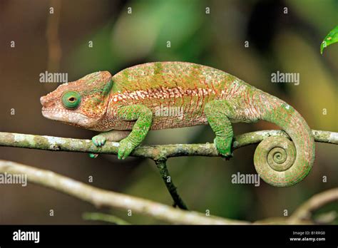 Panthercham Leon Furcifer Pardalis Chamaeleo Pardalis M Nnchen