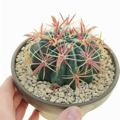 Ferocactus Latispinus Cm Cactaceae Giromagi Vendita Piante Grasse