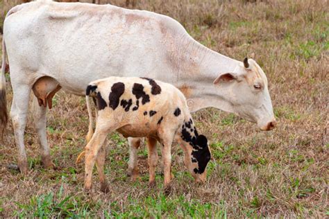 Sonhar Com Vaca E Bezerro - Uma vaca com seu bezerro. imagem de stock. Imagem de pastar - 260353967