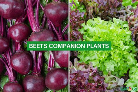 Beets Companion Plants (The Ultimate Guide for Gardeners) | TheGrow