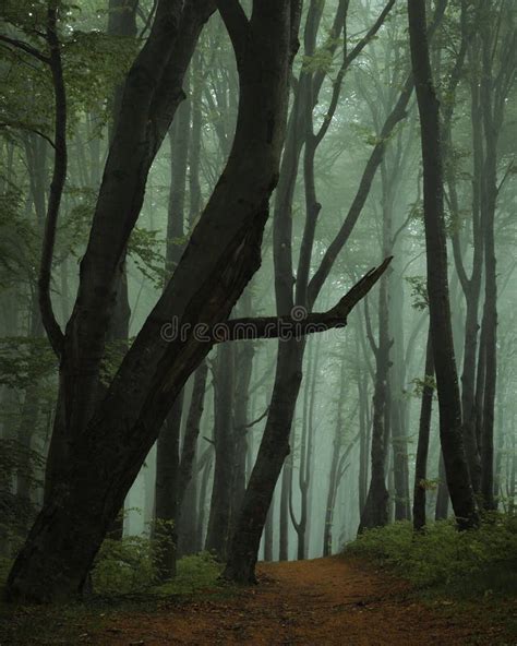 Dreamy Foggy Dark Forest Trail In Moody Forest Stock Photo Image Of