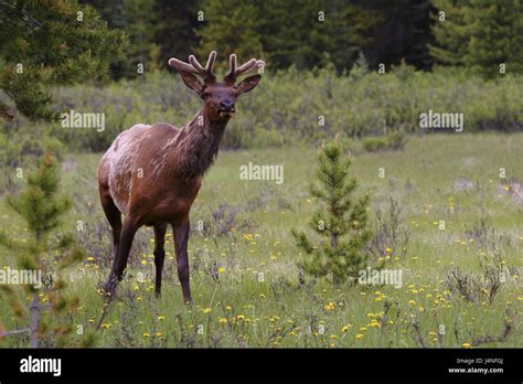 Wapiti Deer Fotos Und Bildmaterial In Hoher Auflösung Alamy