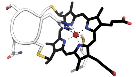 Cytochrome | Types, Structure & Functions - Lesson | Study.com