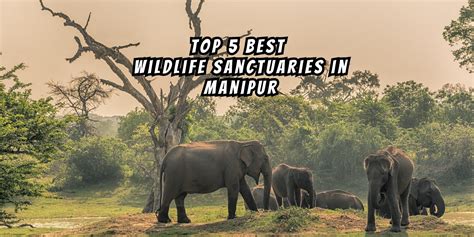 Top 5 Best Wildlife Sanctuaries in Manipur - Travel Tricky