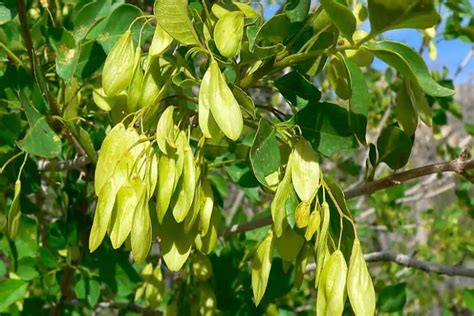 Native Ash Trees In California 4 Types To Know Regional Gardening