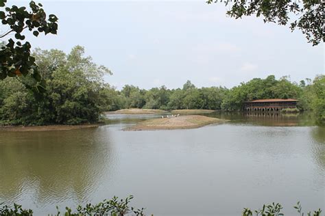 Searching For Crocodiles at Sungei Buloh Wetland Reserve, Singapore