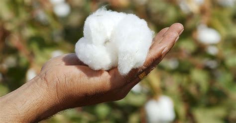 Cotton Crop Expected To Grow By More Than Twice Profit By Pakistan Today