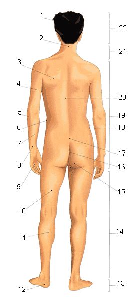 Il Corpo Umano Vocabolario Italiano Illustrato Impariamo L Italiano