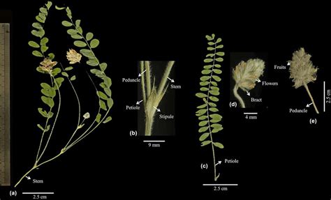 Habit of Astragalus roseocephalus sp. nov. (a) stem, (b) stem, stipule ...