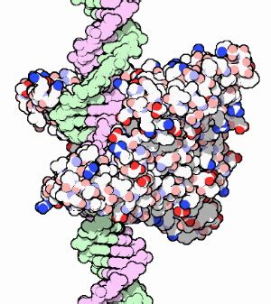 The discovery of restriction endonucleases