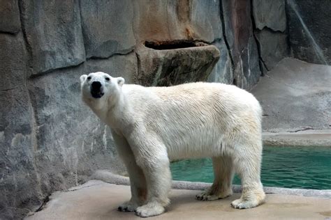 Polar Bear in Canada: Features, Facts & Where to See