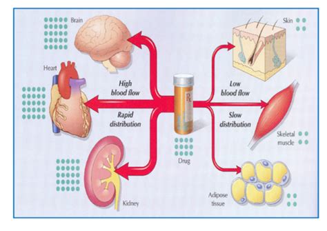 Pharmacokinetics Drug Distribution Flashcards Quizlet