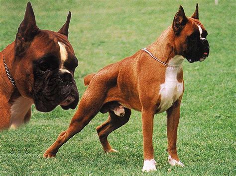 Боксер: описание породы с фото — Pet-Mir.ru