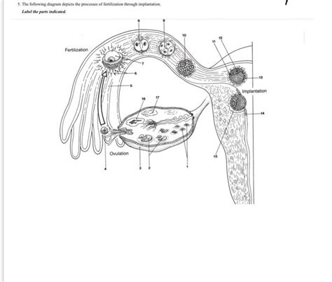 Solved 5. The following diagram depicts the processes of | Chegg.com