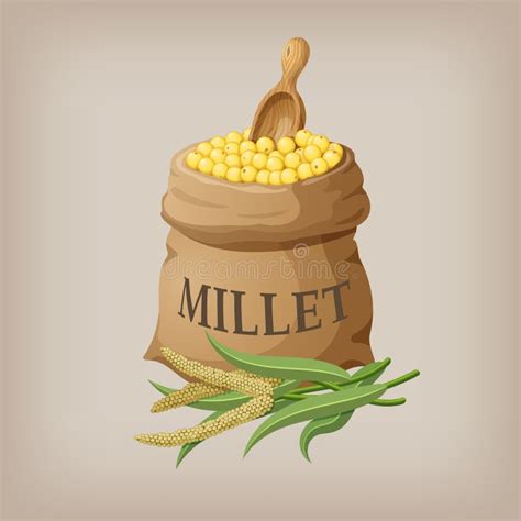 Dry Millet, Vector Illustration Stock Vector - Illustration of ...