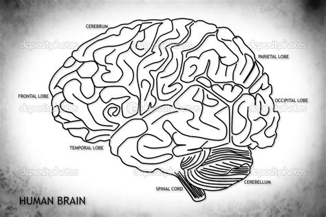 La Estructura Del Cerebro Humano 2023