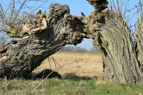 Pollarded Willows Two Tribes In Free Photo On Pixabay Pixabay