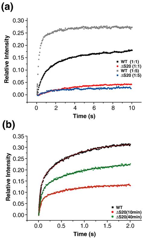 Subunit association characteristics of wild type and ΔS20 30S subunits