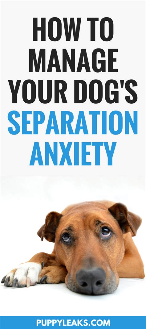 5 Tips For Managing Canine Separation Anxiety Puppy Leaks