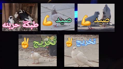 صيد زوج 💪تخريج زوج ️وصورتلكم بنات طبكَة حربنه 🐣مقطع يتبع اشترك بالقناة