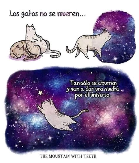 Los Gatos No Se Mueren Tan S Lo Se Aburren Y Van A Dar Una Vuelta