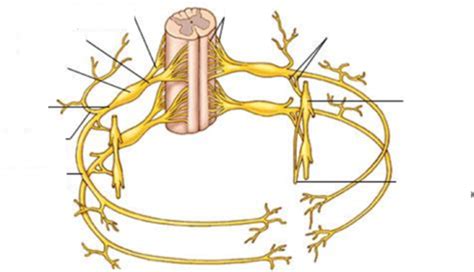 Anatomy Exam Diagrams Flashcards Quizlet