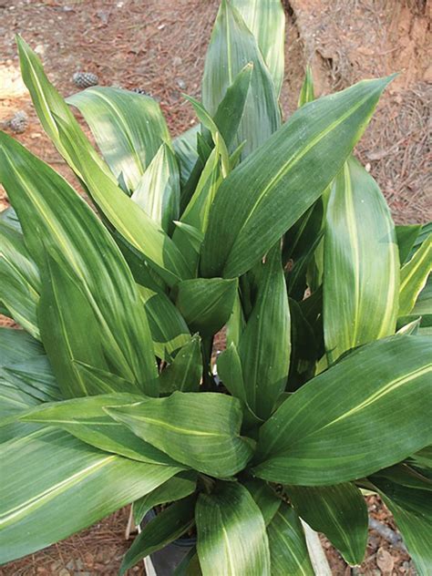 Deer Resistant Plants for Central Texas - Backbone Valley Nursery