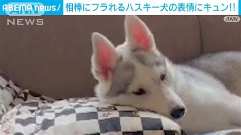 相棒にフラれるハスキー犬の表情にキュン！！