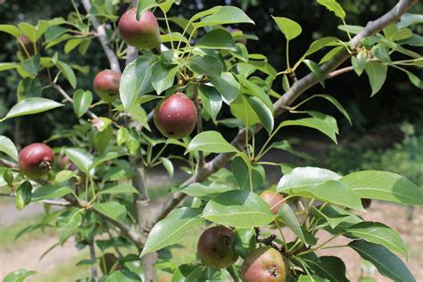 Plant Spotlight: Seckel - Philadelphia's Pear! – Philadelphia Orchard
