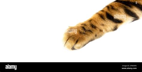 Bengal Cat Paw Close Up Isolated On White Background Golden Bengal Paw