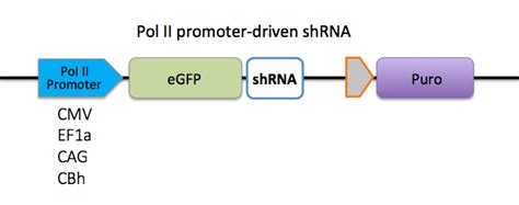 OmicsLink™ shRNA Clones | GeneCopoeia™