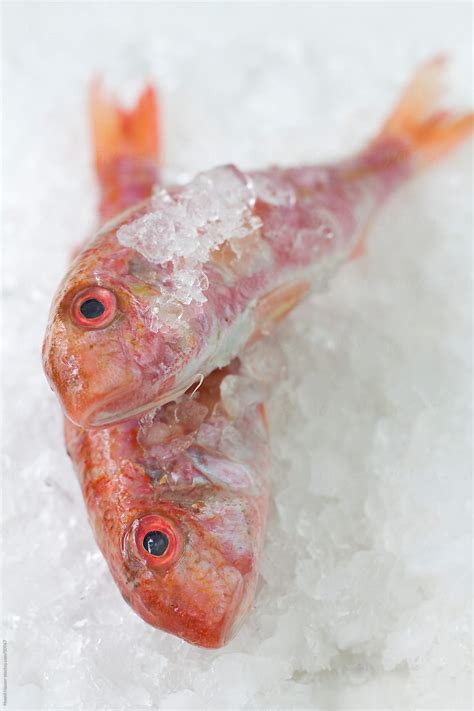 Red Mullets On Ice Close Up By Stocksy Contributor No Mi Hauser