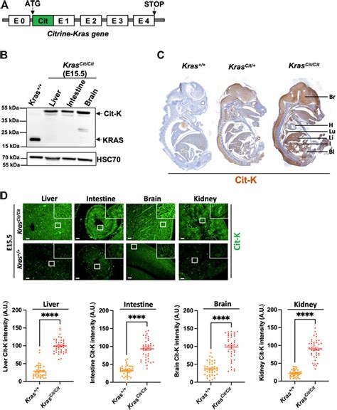 Frontiers Kras Protein Expression Becomes Progressively Restricted