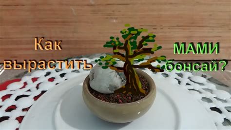 Секрет выращивания Бонсай Маме из Граната пересадка,обрезка часть 3 ...