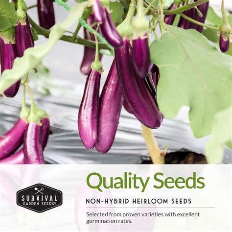 Survival Garden Seeds Eggplant Collection B Veda De Semillas