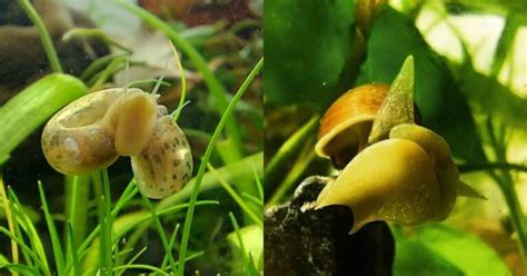 How Do Snails Reproduce Learn About Nature