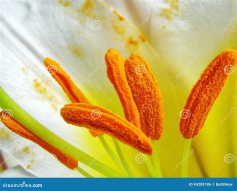 Sepals Of White Royal Lily Lilium Regale Stock Photo Image Of