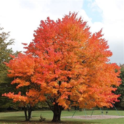 Sugar Maple Trees For Sale Florae Farms