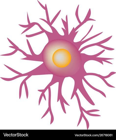 Astrocytes Structure