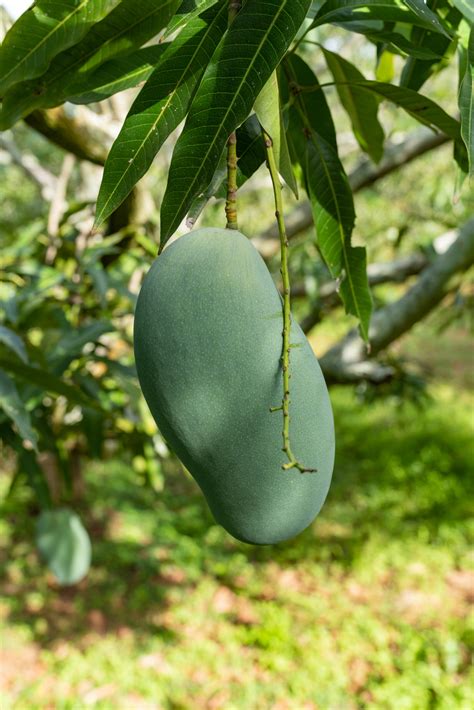 Pyanabi Mallika Grafted Mango Plant Pyanabi