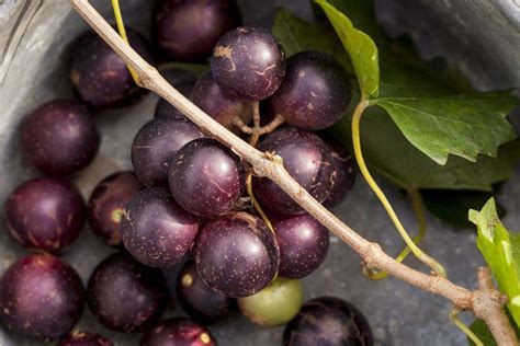 How To Store Muscadine Grapes | Storables