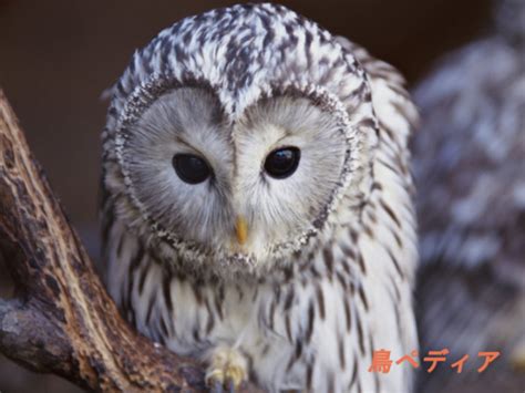 フクロウの生態や鳴き声・生息地・日本での種類等について