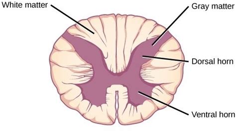 Fig Spinal Cord Grey Matter White Matter Download Scientific Diagram