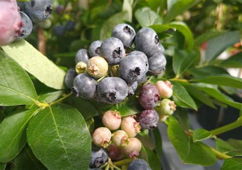 Blauwe Bessenstruik Rancocas Vanaf Blauwe Bessenstruiken