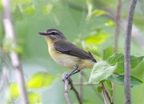 Philadelphia Vireo